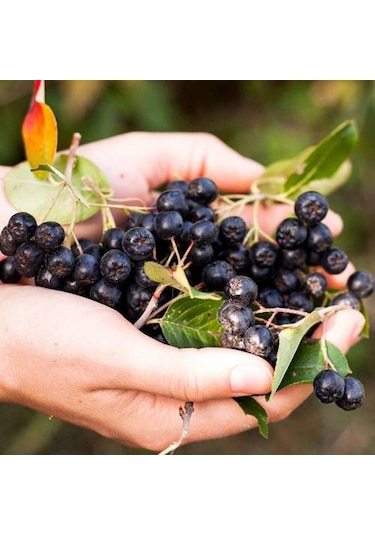 Aronya Fidanı 2 Adet 2 Yaş