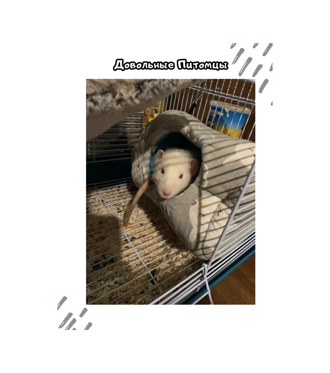 Zverusa Fareler Ve Kemirgenler İçin Yumuşak Askılı Kandang Hamak Evi 195614084