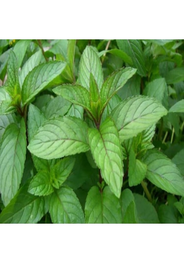 Doğal Geleneksel Anadolu Nanesi Tohumu 100 Tohum