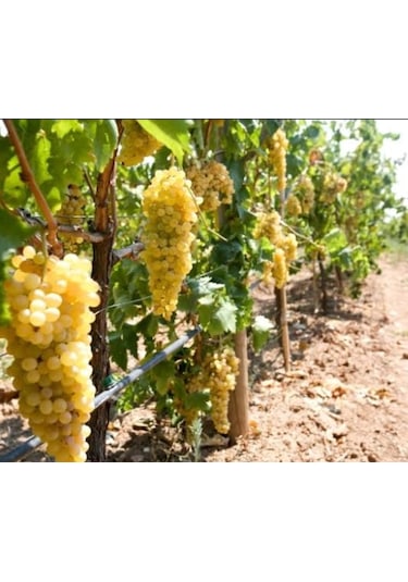 Sultaniye Çekirdeksiz İzmir Üzümü Asma Fidanı