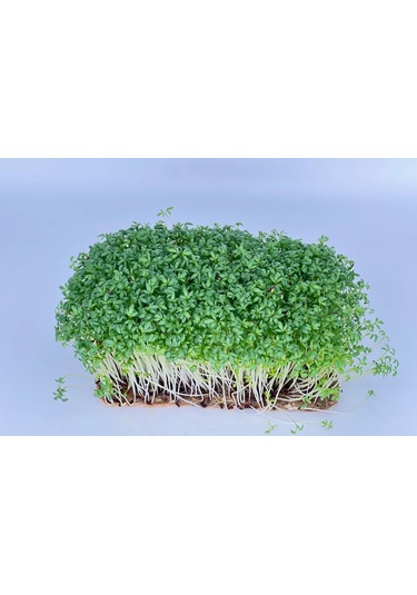 Yerli Tere Mikro Yeşillik Tohumu, Geniş Yapraklı, 15 Gram