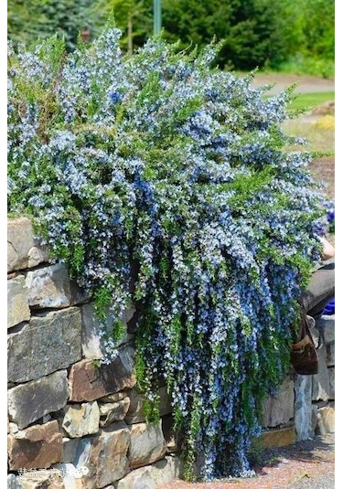 Yayılıcı / Sarkıcı Biberiye 5 Adet - Rosmarinus Officinalis Prost