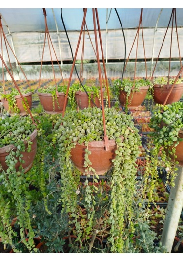 İnci Tanesi Çiçeği - Askılı Saksıda Hediyelik Senecio Rowleyanus