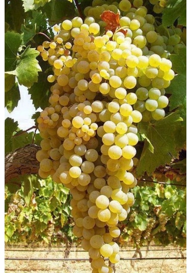 K-7 Çekirdeksiz Yeşil-sarı Üzüm Fidanı 1-2 Yaş Arası Tüplü