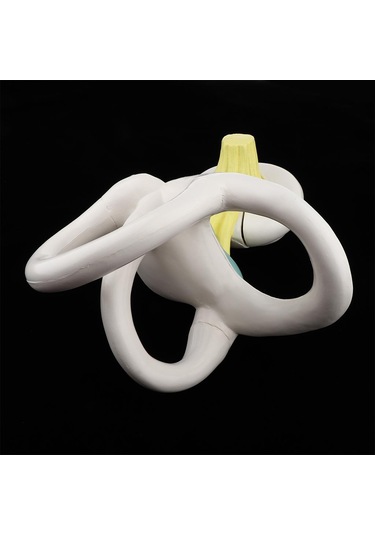 Suntek Büyütülmüş İnsan Kulağı Labirent Anatomik Yapı