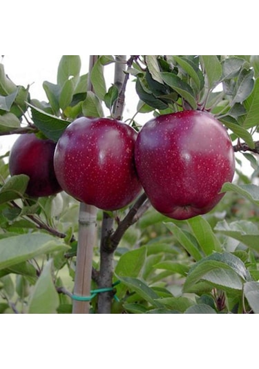 Tüplü Aşılı Koyu Kırmızı İri Meyveli Yarı Bodur Joremini Elma Fid