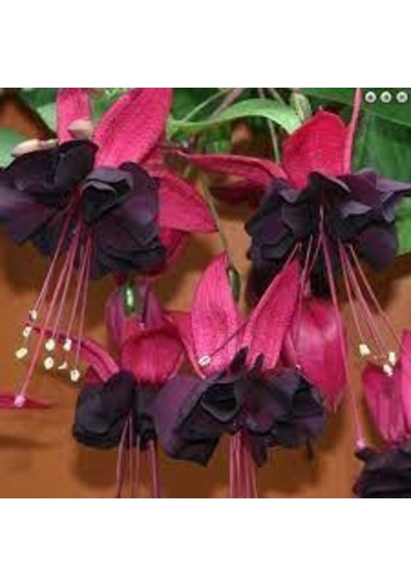 10 Adet Tohum Nadir Bulunan Kırmızı Siyah Yer Küpeli Çiçeği Saksı