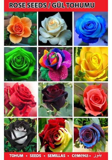 10 Adet Turuncu Beyaz Dahlia + 10 Adet Hediye Karışık Renk Gül Tohumu