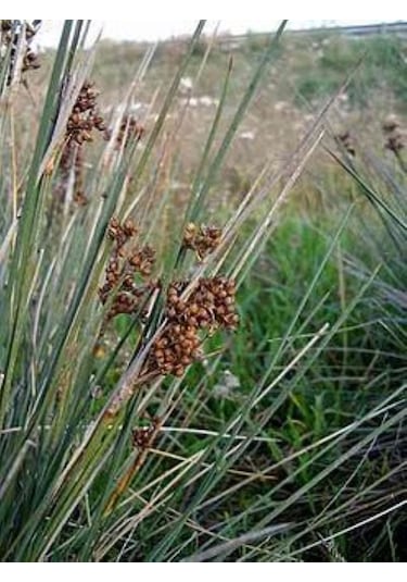 Juncus Acutus Keskin Uçlu Saz Fidanı 1-2 Yaş Arası Saksılı