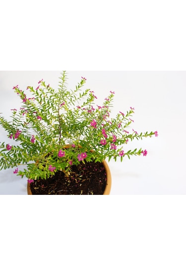 Bonsai Kufeya Cennet Çiçeği