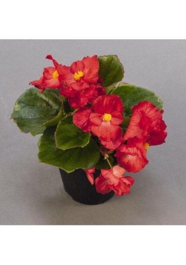 Begonya Çiçeği 10-20 Cm Kırmızı Renk
