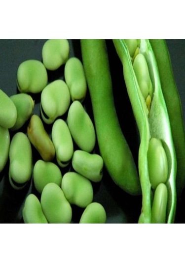 200 Adet Tohum Nadir Organik Bakla Tohumu Sürpriz Hediye Tohumludur