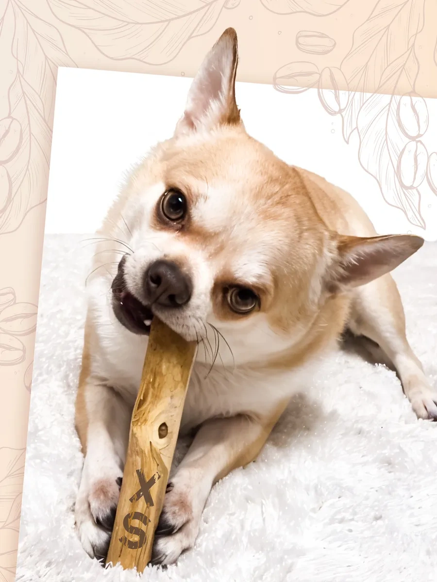 Coffee Wood Kafein Fabrikası Xs Arabica Bagırı 103621163