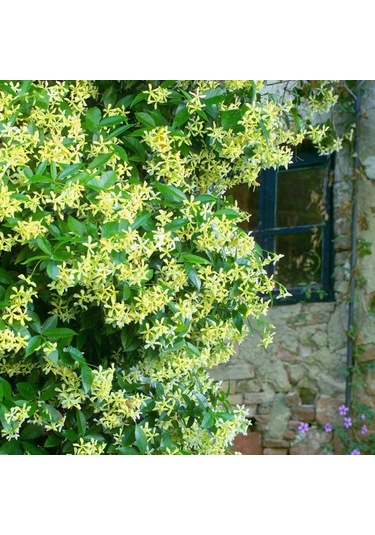Sarı Çiçekli Sarmaşık Yasemin "star Of Toscane" 1-2 Yaş Arası