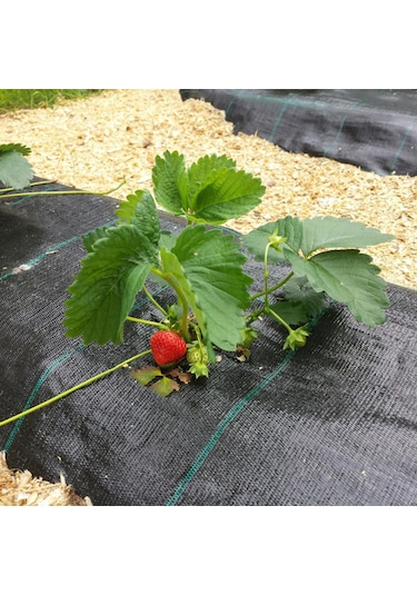 1X20 M Sulzer Kumaş Sera Taban Örtüsü Jüt Blueberry Peyzaj Uy