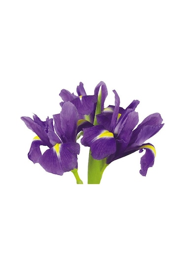 10 (ON) ADET İTHAL İRİS ÇİÇEĞİ SOĞANI MOR RENK (PURPLE SENSATİON)