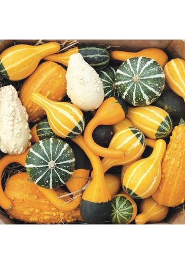 Minyatür Süs Kabağı Tohumu Pear Bicolor Gourd