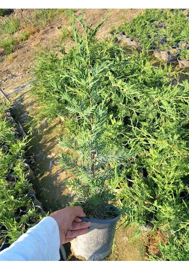 10 Adet Leylandi, Saksılı 70 cm Üzeri (Çit Çamı)