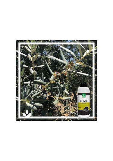 Elfer Zeytin | Zeytine Özel Mikro Bitki Besin Karişimi 1 Litre