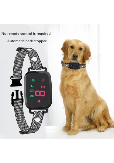 Suntek İç Mekan Oturma Odasında Çalıştırmak Için Köpek