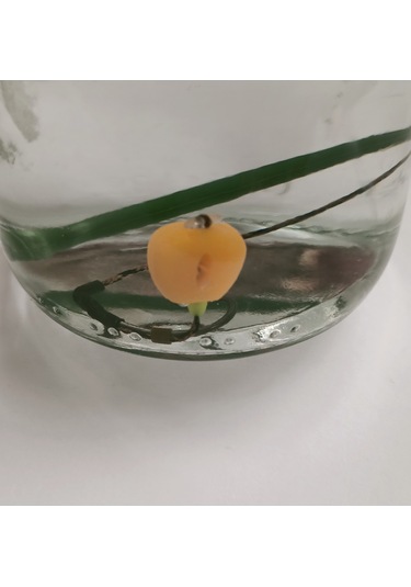 Gezer Inline Kurşun'lu Sazan Takımı Turuncu Esp Mısırlı