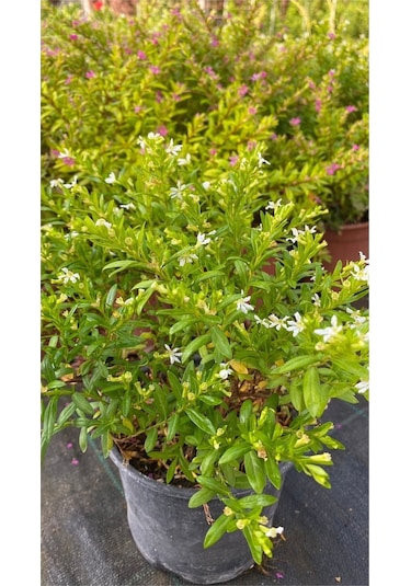 Kufeya Cennet Çiçeği Beyaz - Mor Set Cuphea Hyssopifolia 20-30cm Mix Ürün