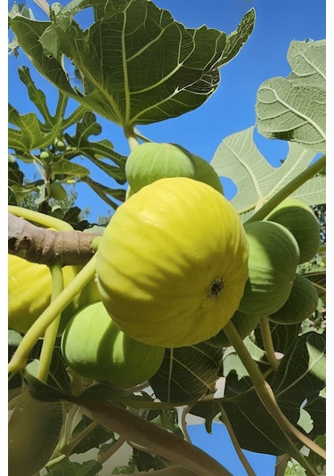 Tüplü Bursa Sarı İncir Fidanı