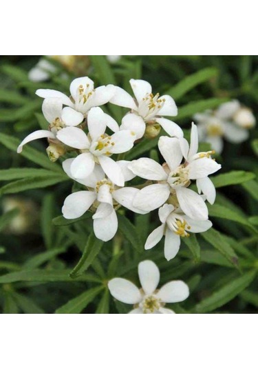 Meksika Portakal Çiçeği Beyaz 1-2 Yaş Arası Saksılı