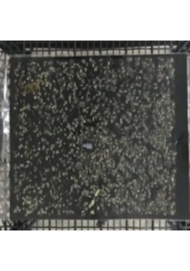25 X 40 Cm Siyah Yapışkan Kart Tuzak
