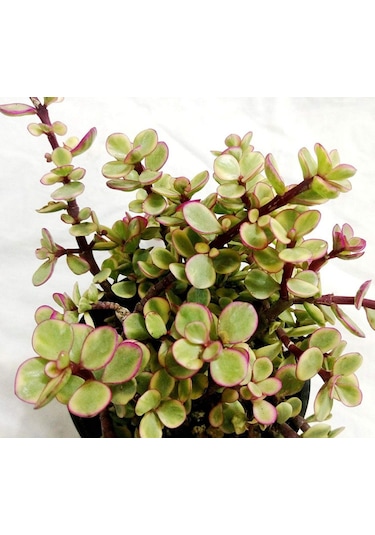 Portulacaria Afra Variegata - 20 Adet Sukulent - Teraryum Bi
