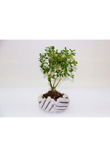 Dekoratif Avuç Saksıda Bonsai Buxus