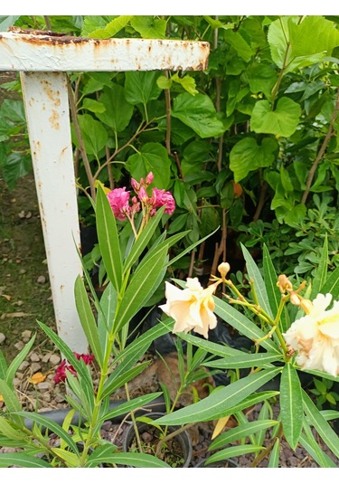 Yeşil Deniz Fidancılık Zakkum 40-90 CM