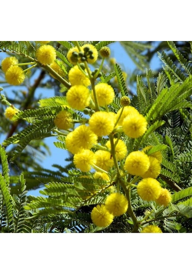 Sarı Mimoza Fidanı 50-60cm Boy