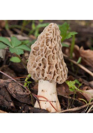 Kuzu Göbeği Mantarı Deneme Kiti Mantar Deneme Kiti 2 Adet