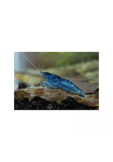 Mavi Melek Karides 10 Ad 1-1.2 Cm