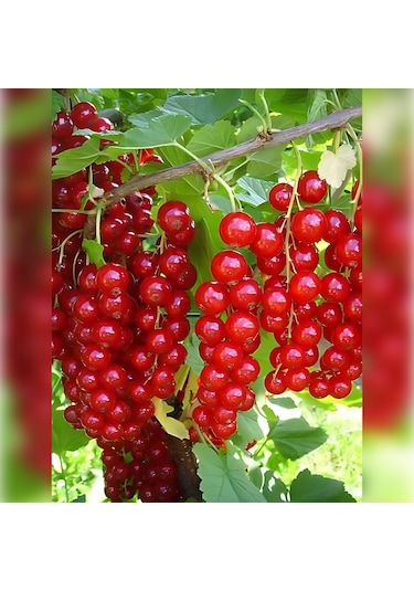 Radova Frenk Üzümü 30-50 Cm Tüplü