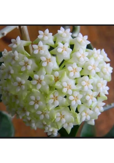 Kar Beyazı Yıldız Mum Çiçeği Hoya Carnosa 'alba' 01