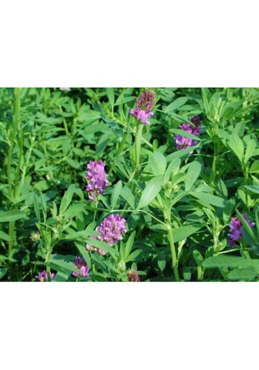 AGRodal Tarım Yonca Tohumu Elçi 3 KG Kaplanmış Tohum