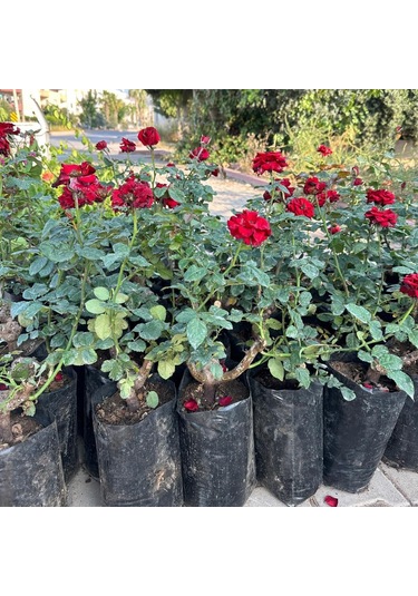 Tüplü Ve Aşılı Kırmızı Gül Fidanı Kökü 3 Yaş