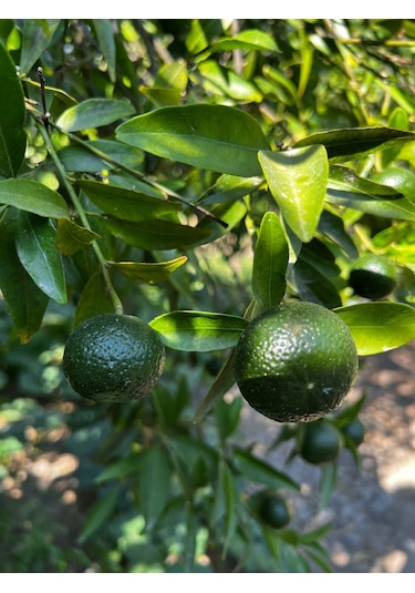Lokmacı Ana Yeşil Bodrum Mandalinası Satsuma 1 KG