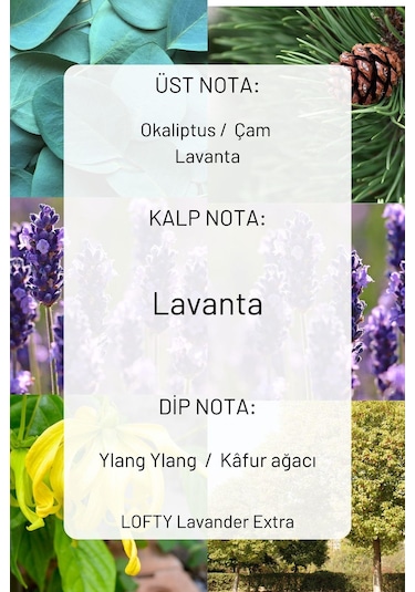 Lofty Pudra Lavanta Amber Uçucu Yağ Buhurdanlık Esansı Oda Kokusu 10 ML