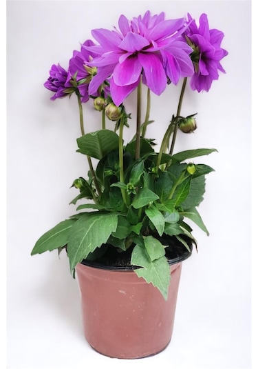 Yıldız Çiçeği Dahlia Mor
