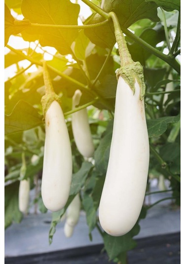 Erkenci Casper Beyaz Patlıcan Tohumu