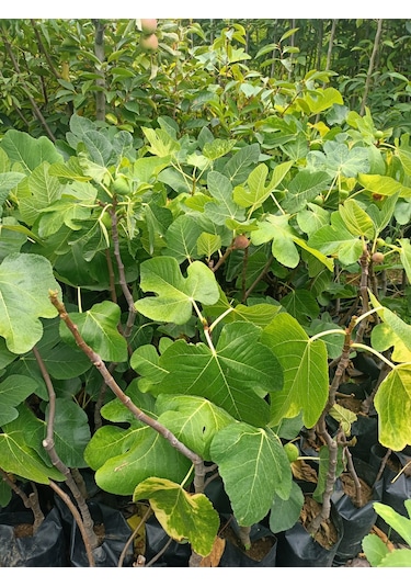 Yeşil Deniz Fidancılık Tüplü Bursa Karası İncir Fidanı 75-100 Cm