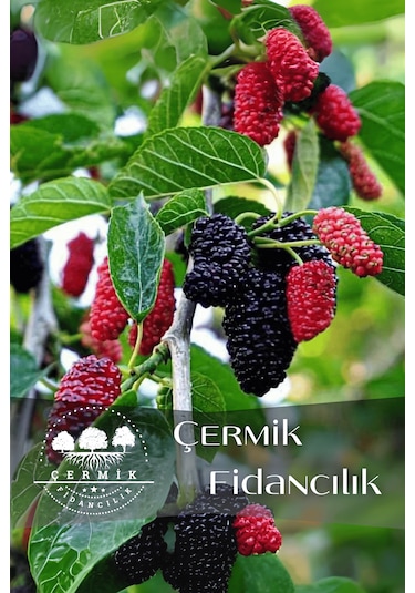 Tüplü İri Meyveli Kara Dut Fidanı