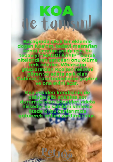 Petjoo 14.Koa Gri-Yeşil Qr'lı Köpek Künyesi
