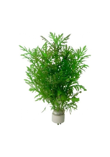 Hygrophila Difformis Çınar 4 Kök 1 Saksı 8-10 Cm