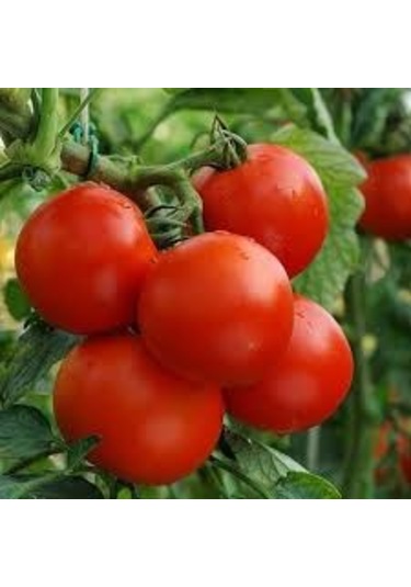 20+ Adet Moneymaker Para Yapan Domates TohumuSırık Tipi Domate