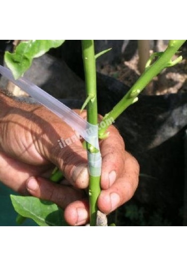 Aşı Bağı Aşı Bandı 2 Li Set