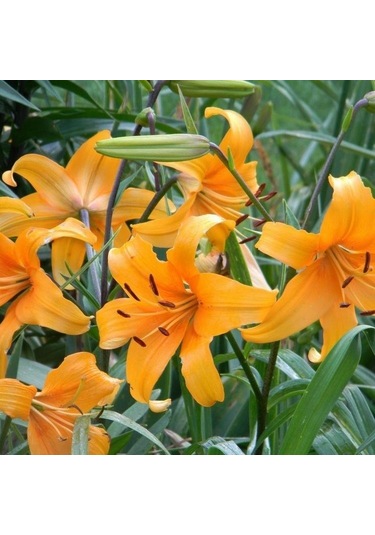 Valverde Mis Kokulu Zambak Çiçeği Soğanı 2 Adet